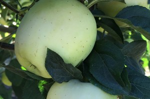 Ghost Apple